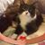 Cindy Rockwell's profile image