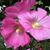 Ghazia Raheem's profile image