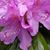 Bobbi Leoni's profile image