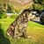 Amy Ospital's profile image