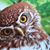 Stacy Krul's profile image
