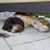 Lisa Gallant's profile image