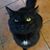 JoAnne Bousquet's profile image