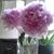 Sara Danielle Levesque's profile image