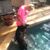 Theresa Lorenzi's profile image