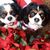 Darla Darling McLiverty's profile image