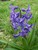 Purple Hyacinth F.'s profile image