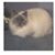 Phyllis Bibb's profile image