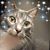 Lori Basile Aquilino's profile image