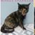 Linda Biscorner's profile image
