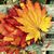 Amani Natour's profile image