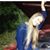 Lisa Scaccianoce's profile image