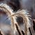 Dawn Bell Wulf's profile image