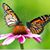 Cindy Fitzhugh's profile image