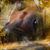 Jeanie Young's profile image