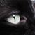 Nikki Lamothe's profile image