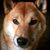 Rae Tallia's profile image