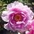 Sheri Roman's profile image