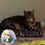 Michelle DiReno Ulaschkin's profile image