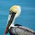 Breanda Kastillho Photos's profile image