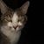 Sandy Seymour-Davis's profile image