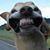 Matthew Calhoun's profile image