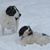 Janice Wisniewski Shultz's profile image