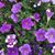 Terri David's profile image