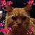 Orange Lion's profile image