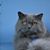 Sharon Rose's profile image