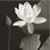 Monica Rubly's profile image