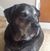 Tracy Fazzino's profile image