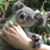 Virginia Nicholls's profile image