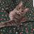 Rita Berberian's profile image