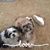 Cindy Hergenreter Musser's profile image