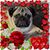 Amanda Davis's profile image