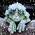 Toni Simpson Lange's profile image