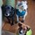 Debbi L. Lyall's profile image