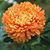 Yolanda Chaudhury's profile image