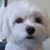 Russell Bishop's profile image