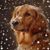 Debbie Cowen's profile image