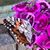 Jeana Schorr's profile image