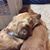Georgeann Devine's profile image