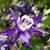Laurel Holifer Kaufmann Smith's profile image