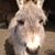 Denis Aldrich's profile image