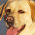 TASSO R.'s profile image
