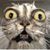 Eli QV's profile image