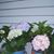 Coretta Shelton's profile image