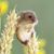 Sue Marie Wike's profile image