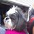 Wrigley Bisom's profile image